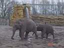 Zoo Elephants 1