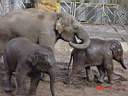 Zoo Elephants 7.jpg