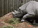 Zoo Rhino 1.JPG