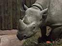 Zoo Rhino 3.JPG